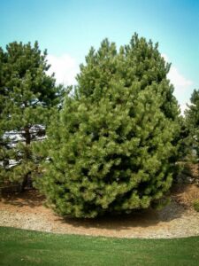 Сосна Чёрная (Pinus Nigra) купить по цене от 270.00р. в интернет-магазине «Посадика» с доставкой почтой в в Якутске и по всей России – [изображение №1].