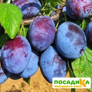 Слива Чачакская ранняя купить по цене от 229.00р. в интернет-магазине «Посадика» с доставкой почтой в в Якутске и по всей России – [изображение №1].