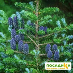 Пихта корейская (Abies koreana) купить по цене от 450.00р. в интернет-магазине «Посадика» с доставкой почтой в в Якутске и по всей России – [изображение №1].