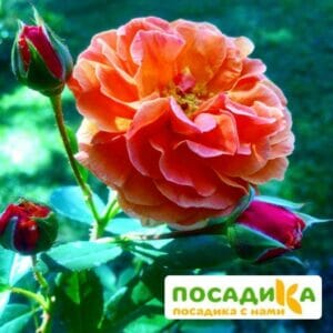 Роза Арабия купить по цене от 350.00р. в интернет-магазине «Посадика» с доставкой почтой в в Якутске и по всей России – [изображение №1].