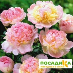 Пион Распберри Сандей (Paeonia Raspberry Sundae) купить по цене от 959р. в интернет-магазине «Посадика» с доставкой почтой в в Якутске и по всей России – [изображение №1].