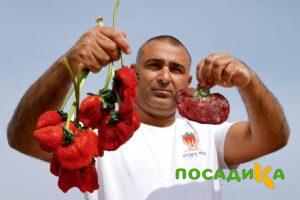Клубника Гигант Джорнея купить по цене от 266р. в интернет-магазине «Посадика» с доставкой почтой в в Якутске и по всей России – [изображение №1].