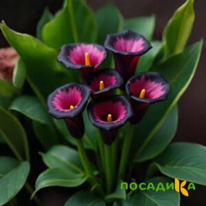 Калла Аура Лейс купить по цене от 400р. в интернет-магазине «Посадика» с доставкой почтой в в Якутске и по всей России – [изображение №1].