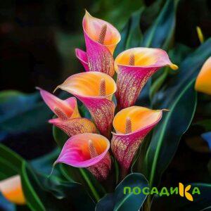 Калла Оникс купить по цене от 450р. в интернет-магазине «Посадика» с доставкой почтой в в Якутске и по всей России – [изображение №1].