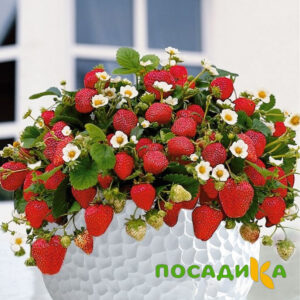 Клубника Рубиновый Шепот (горшечная) купить по цене от 240р. в интернет-магазине «Посадика» с доставкой почтой в в Якутске и по всей России – [изображение №1].