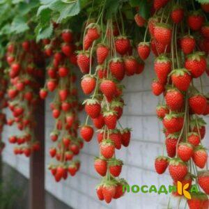 Клубника вьющаяся Комплимент купить по цене от 470р. в интернет-магазине «Посадика» с доставкой почтой в в Якутске и по всей России – [изображение №1].