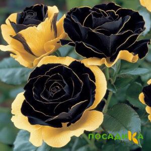 Роза Ханни Сикл купить по цене от 700р. в интернет-магазине «Посадика» с доставкой почтой в в Якутске и по всей России – [изображение №1].