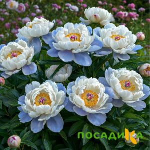 Пион акварельный Этюд купить по цене от 806р. в интернет-магазине «Посадика» с доставкой почтой в в Якутске и по всей России – [изображение №1].