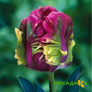 Тюльпан Экзотик Хэвен купить по цене от 186р. в интернет-магазине «Посадика» с доставкой почтой в в Якутске и по всей России – [изображение №1].