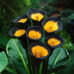 Калла Легато купить по цене от 620р. в интернет-магазине «Посадика» с доставкой почтой в в Якутске и по всей России – [изображение №1].