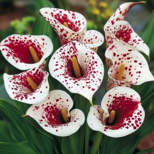 Калла Эмпайр купить по цене от 302р. в интернет-магазине «Посадика» с доставкой почтой в в Якутске и по всей России – [изображение №1].