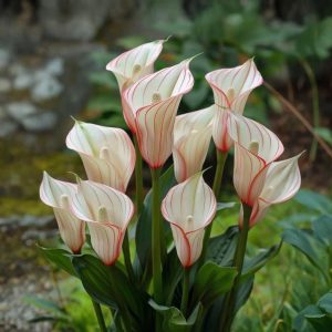 Калла Глейшер купить по цене от 299р. в интернет-магазине «Посадика» с доставкой почтой в в Якутске и по всей России – [изображение №1].