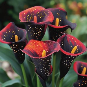 Калла Нуар купить по цене от 299р. в интернет-магазине «Посадика» с доставкой почтой в в Якутске и по всей России – [изображение №1].