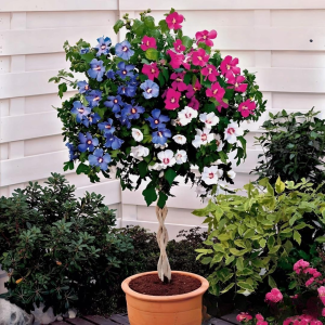 Гибискус-Дерево Триколор купить по цене от 289р. в интернет-магазине «Посадика» с доставкой почтой в в Якутске и по всей России – [изображение №1].