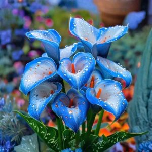 Калла Портрейт купить по цене от 292р. в интернет-магазине «Посадика» с доставкой почтой в в Якутске и по всей России – [изображение №1].