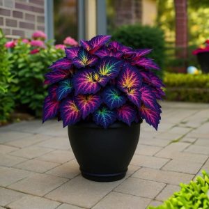 Хоста Фрости Блю купить по цене от 389р. в интернет-магазине «Посадика» с доставкой почтой в в Якутске и по всей России – [изображение №1].