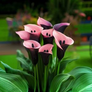 Калла Энигма купить по цене от 291р. в интернет-магазине «Посадика» с доставкой почтой в в Якутске и по всей России – [изображение №1].