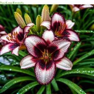 Лилейник Крим Сикл купить по цене от 799р. в интернет-магазине «Посадика» с доставкой почтой в в Якутске и по всей России – [изображение №1].