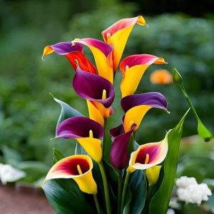 Калла Кристалл купить по цене от 450р. в интернет-магазине «Посадика» с доставкой почтой в в Якутске и по всей России – [изображение №1].