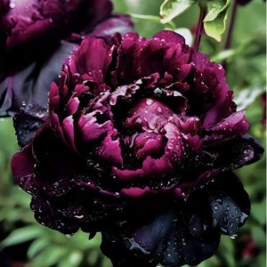 Пион Темный Сад купить по цене от 421р. в интернет-магазине «Посадика» с доставкой почтой в в Якутске и по всей России – [изображение №1].