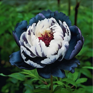 Пион Древовидный Инь-Янь купить по цене от 419р. в интернет-магазине «Посадика» с доставкой почтой в в Якутске и по всей России – [изображение №1].