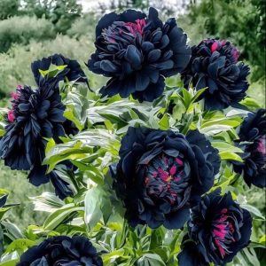 Пион древовидный Сердце Афродиты купить по цене от 600р. в интернет-магазине «Посадика» с доставкой почтой в в Якутске и по всей России – [изображение №1].