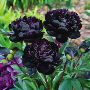 Пион Королевский Бархат купить по цене от 419р. в интернет-магазине «Посадика» с доставкой почтой в в Якутске и по всей России – [изображение №1].