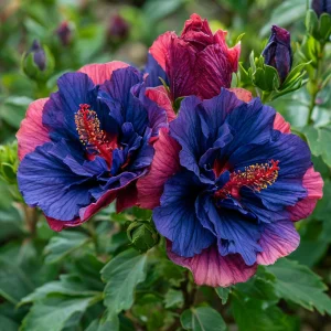 Гибискус Роуз Шайн купить по цене от 360р. в интернет-магазине «Посадика» с доставкой почтой в в Якутске и по всей России – [изображение №1].