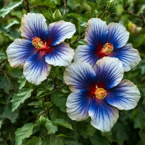 Гибискус Илюжн Вилью купить по цене от 259р. в интернет-магазине «Посадика» с доставкой почтой в в Якутске и по всей России – [изображение №1].