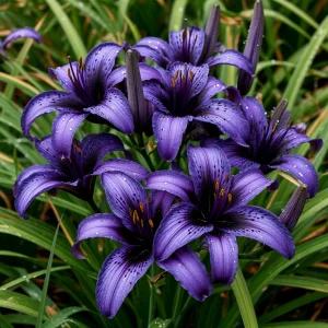 Лилейник Блю Айрис купить по цене от 324р. в интернет-магазине «Посадика» с доставкой почтой в в Якутске и по всей России – [изображение №1].