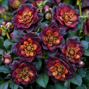 Морозник Сноу Дроп купить по цене от 348р. в интернет-магазине «Посадика» с доставкой почтой в в Якутске и по всей России – [изображение №1].