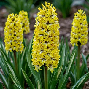 Гиацинт Сансет Голд купить по цене от 2099р. в интернет-магазине «Посадика» с доставкой почтой в в Якутске и по всей России – [изображение №1].