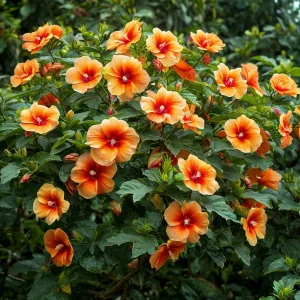 Гибискус Кристал Рэй купить по цене от 458р. в интернет-магазине «Посадика» с доставкой почтой в в Якутске и по всей России – [изображение №1].