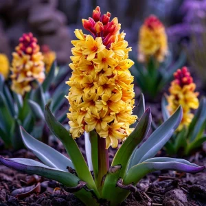 Гиацинт Миднайт Мистери купить по цене от 2099р. в интернет-магазине «Посадика» с доставкой почтой в в Якутске и по всей России – [изображение №1].