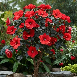 Гибискус Миднайт Роуз купить по цене от 269р. в интернет-магазине «Посадика» с доставкой почтой в в Якутске и по всей России – [изображение №1].