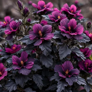 Гибискус Корал Чарм купить по цене от 271р. в интернет-магазине «Посадика» с доставкой почтой в в Якутске и по всей России – [изображение №1].