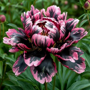 Пион Дроп Руби купить по цене от 469р. в интернет-магазине «Посадика» с доставкой почтой в в Якутске и по всей России – [изображение №1].