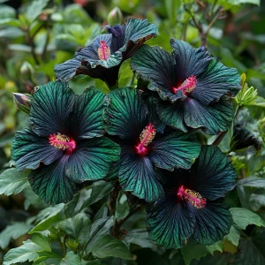 Гибискус Пикок Плюм купить по цене от 490р. в интернет-магазине «Посадика» с доставкой почтой в в Якутске и по всей России – [изображение №1].