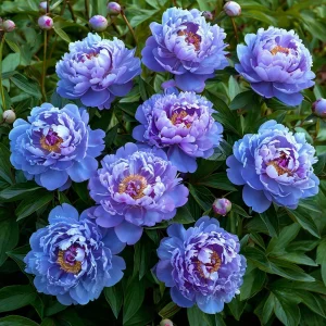 Пион Голубой лотос купить по цене от 590р. в интернет-магазине «Посадика» с доставкой почтой в в Якутске и по всей России – [изображение №1].