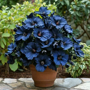 Гибискус Селестиал Флейм купить по цене от 326р. в интернет-магазине «Посадика» с доставкой почтой в в Якутске и по всей России – [изображение №1].