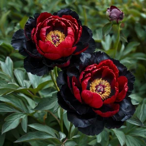 Пион Эбеновый Рубин купить по цене от 419р. в интернет-магазине «Посадика» с доставкой почтой в в Якутске и по всей России – [изображение №1].