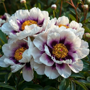 Пион Эко Саммер купить по цене от 548р. в интернет-магазине «Посадика» с доставкой почтой в в Якутске и по всей России – [изображение №1].