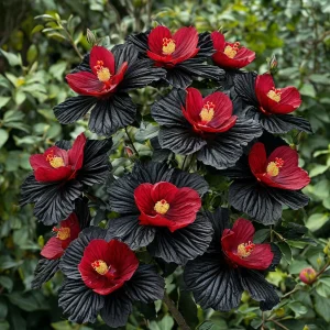 Гибискус Ройял Афеа купить по цене от 460р. в интернет-магазине «Посадика» с доставкой почтой в в Якутске и по всей России – [изображение №1].