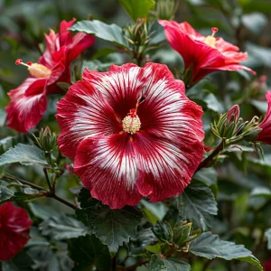 Гибискус Пурпл Мистик купить по цене от 360р. в интернет-магазине «Посадика» с доставкой почтой в в Якутске и по всей России – [изображение №1].