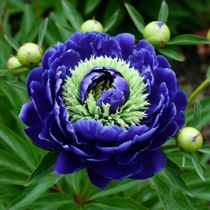 Пион Дримвивер купить по цене от 417р. в интернет-магазине «Посадика» с доставкой почтой в в Якутске и по всей России – [изображение №1].