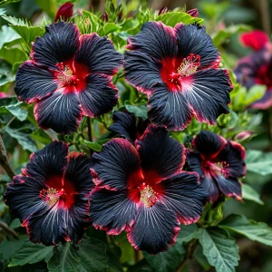 Гибискус садовый Файер Дэнсер купить по цене от 450р. в интернет-магазине «Посадика» с доставкой почтой в в Якутске и по всей России – [изображение №1].