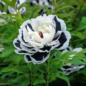 Пион Монохромный Шик купить по цене от 429р. в интернет-магазине «Посадика» с доставкой почтой в в Якутске и по всей России – [изображение №1].