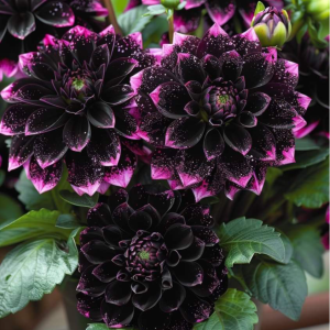 Георгин Лаванда Лейс купить по цене от 679р. в интернет-магазине «Посадика» с доставкой почтой в в Якутске и по всей России – [изображение №1].