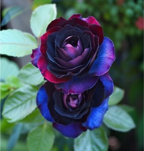 Роза Скарлет Рэвери купить по цене от 489р. в интернет-магазине «Посадика» с доставкой почтой в в Якутске и по всей России – [изображение №1].