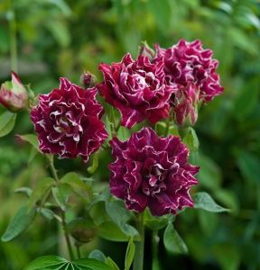 Роза Опаловый Пейзаж купить по цене от 490р. в интернет-магазине «Посадика» с доставкой почтой в в Якутске и по всей России – [изображение №1].